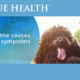 True Health Launches Three Allergy Profiles to Identify Common Food and Inhalant Allergens